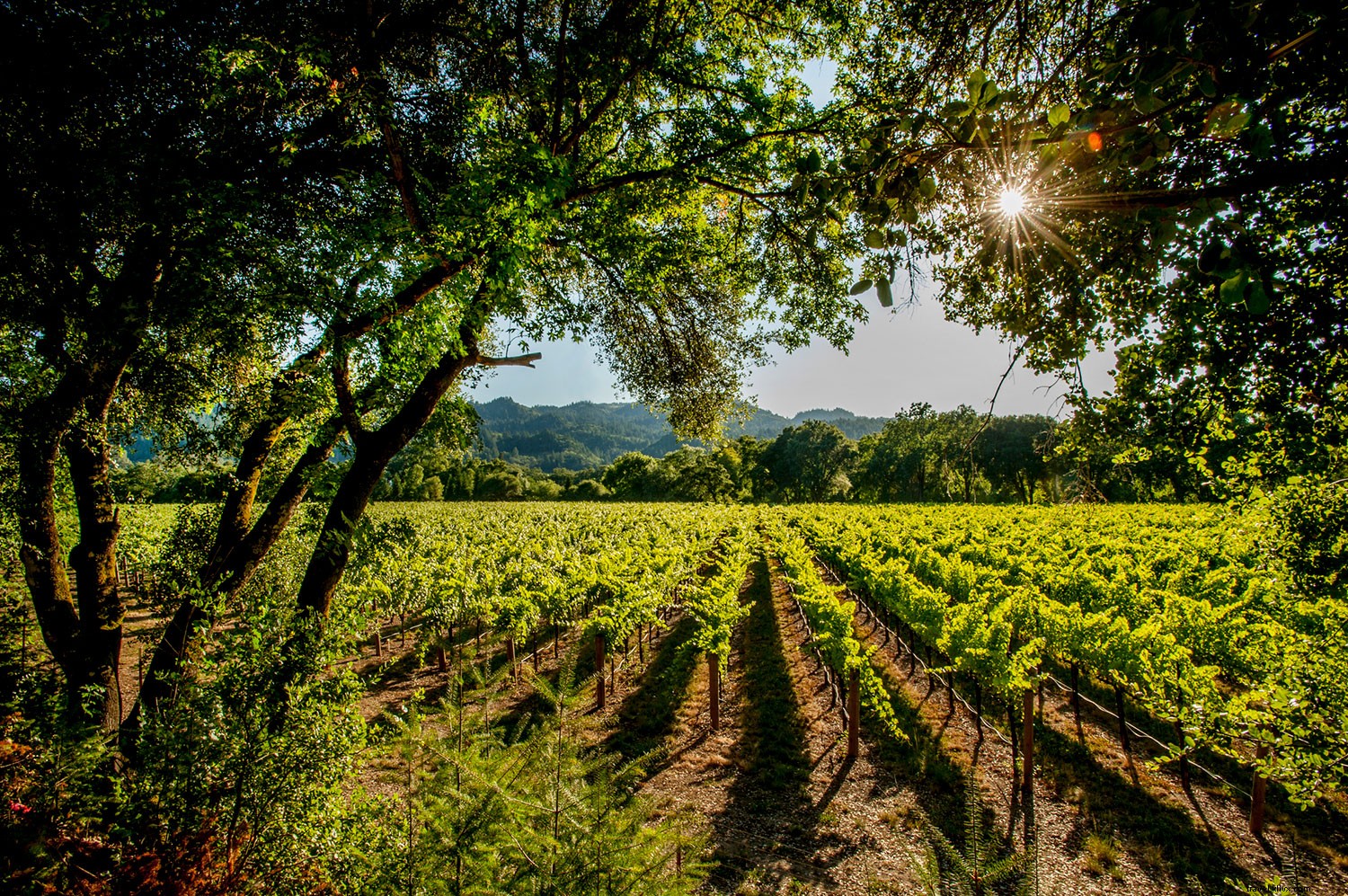 Ce qui rend le Mois du vin californien encore plus tentant 